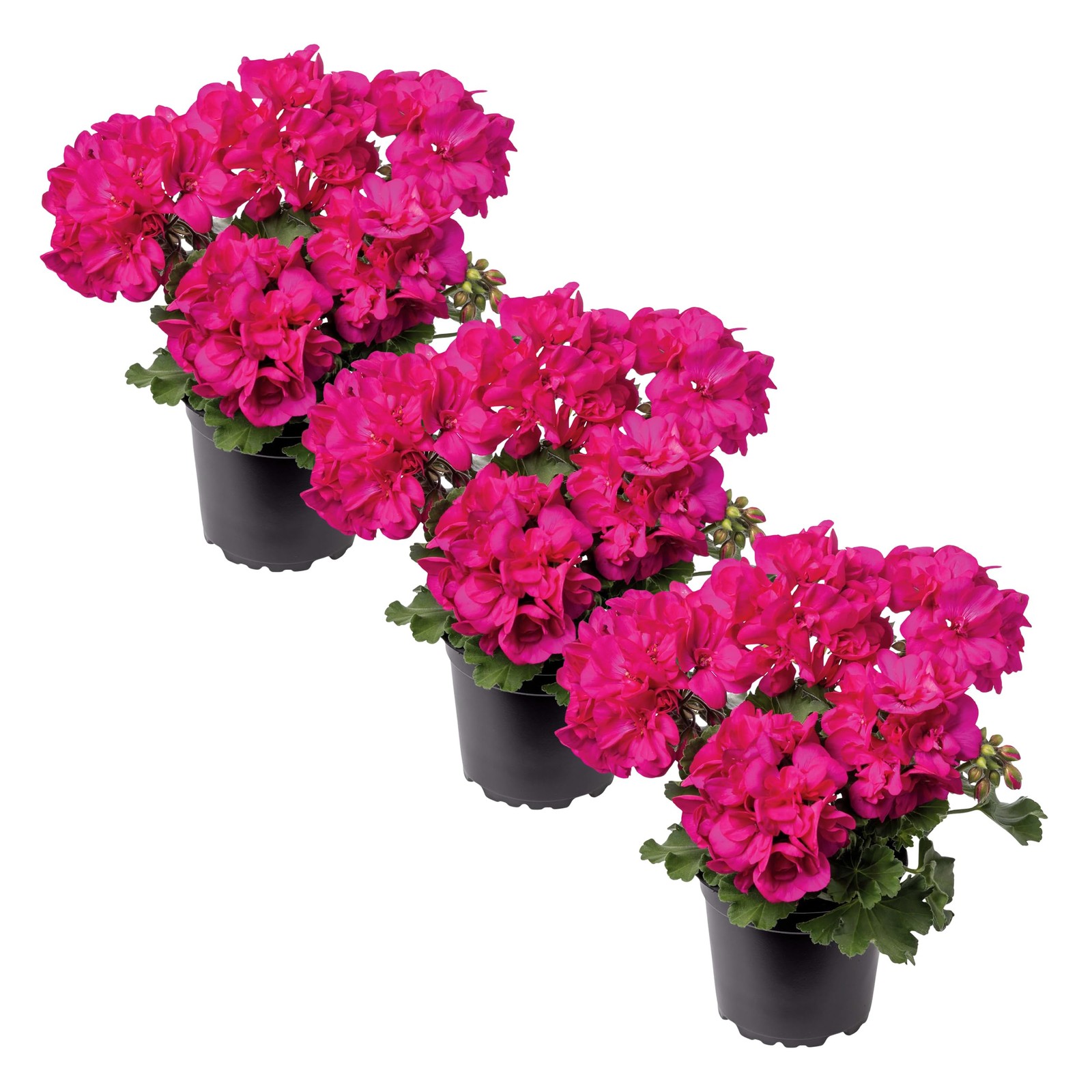 Live Flowering Zonal Geraniums Pink 3 Plants Per Pack, Beautiful Spring/Summ…