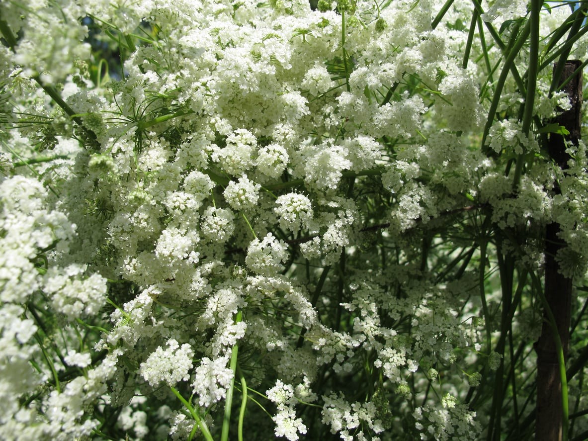 Anise Seeds | White Vegetable Herb Plant Garden Licorice Fennel Cumin Seed 2024