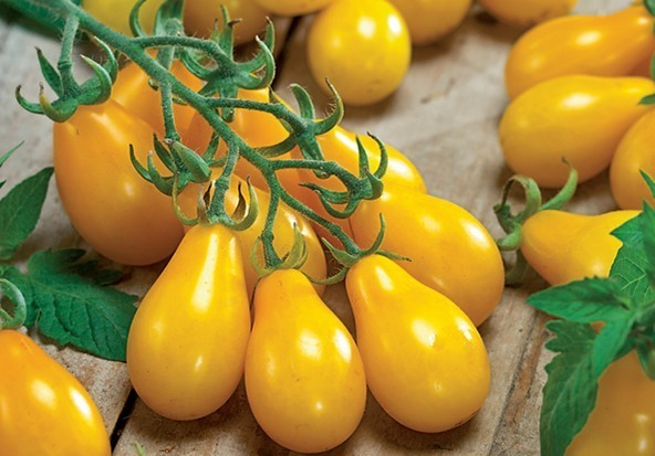 Yellow Pear Tomato Seeds (25) / Florida / Non-GMO / Rare / Easy
