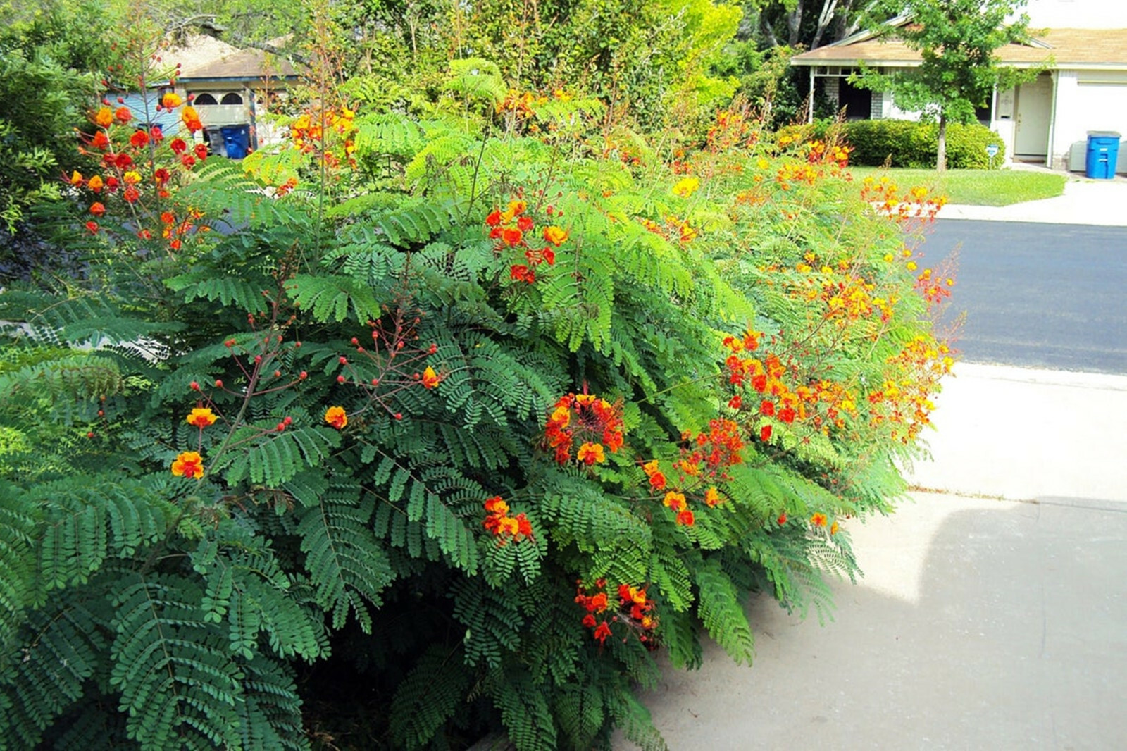Mexican Redbird Red Bird of Paradise Peacock Flower 25 Seeds Texas Plants