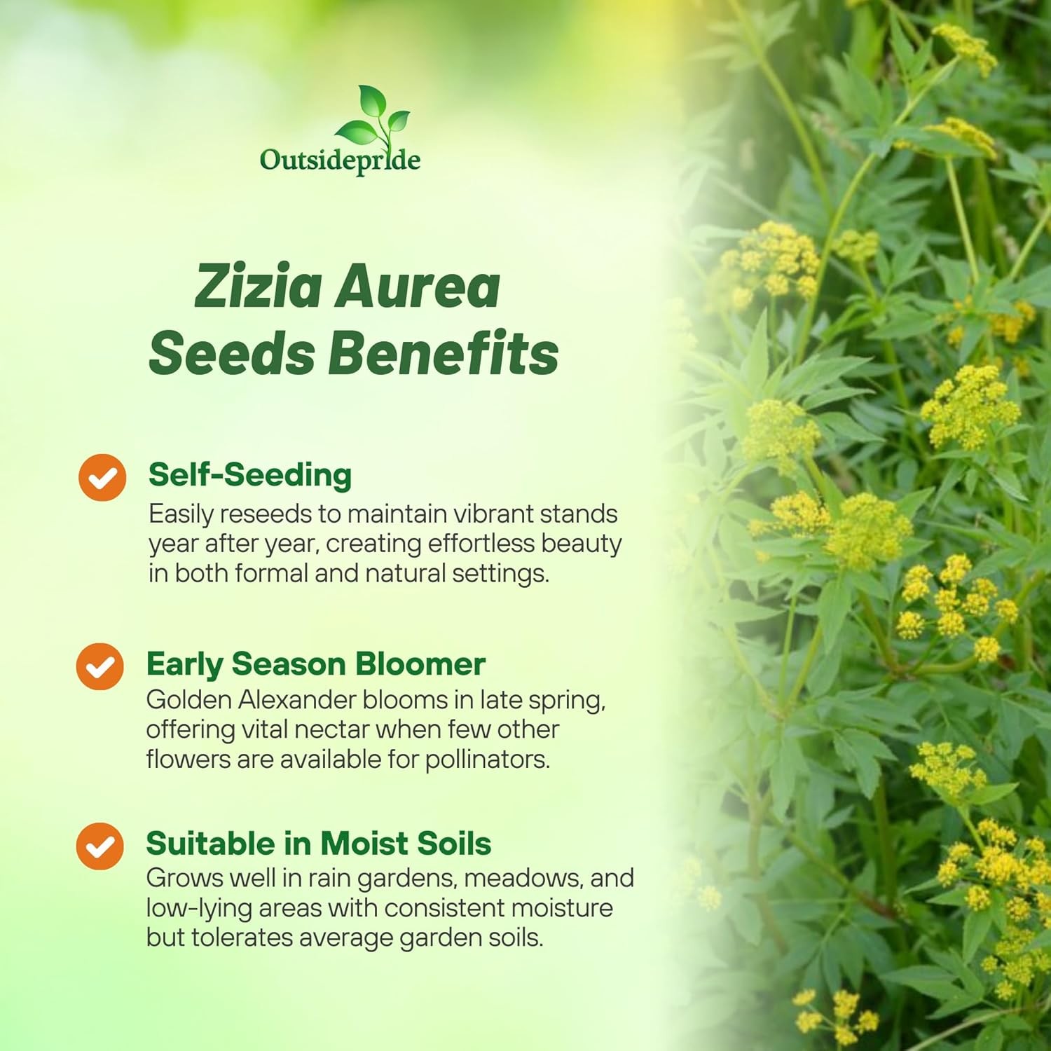 1000 Seeds Zizia Aurea Seeds – Zizia Golden Alexander Flower Seed