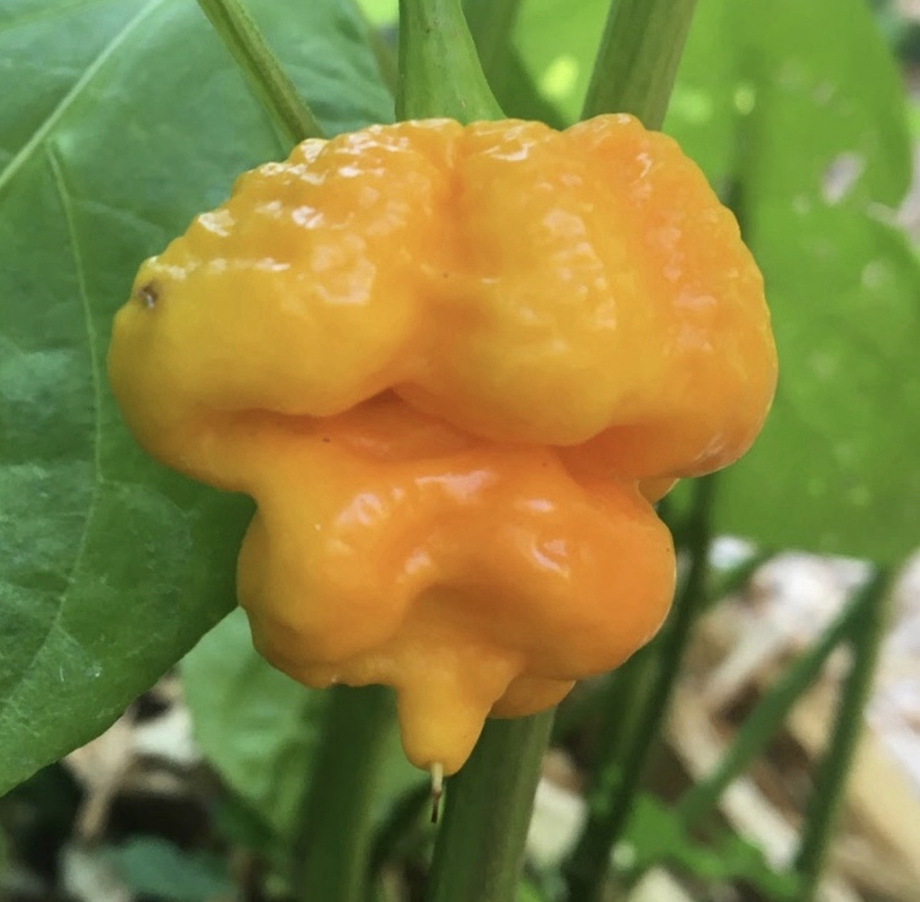 Popular!! Trinidad Moruga Scorpion!! Healthy!! Ready To Ship!!