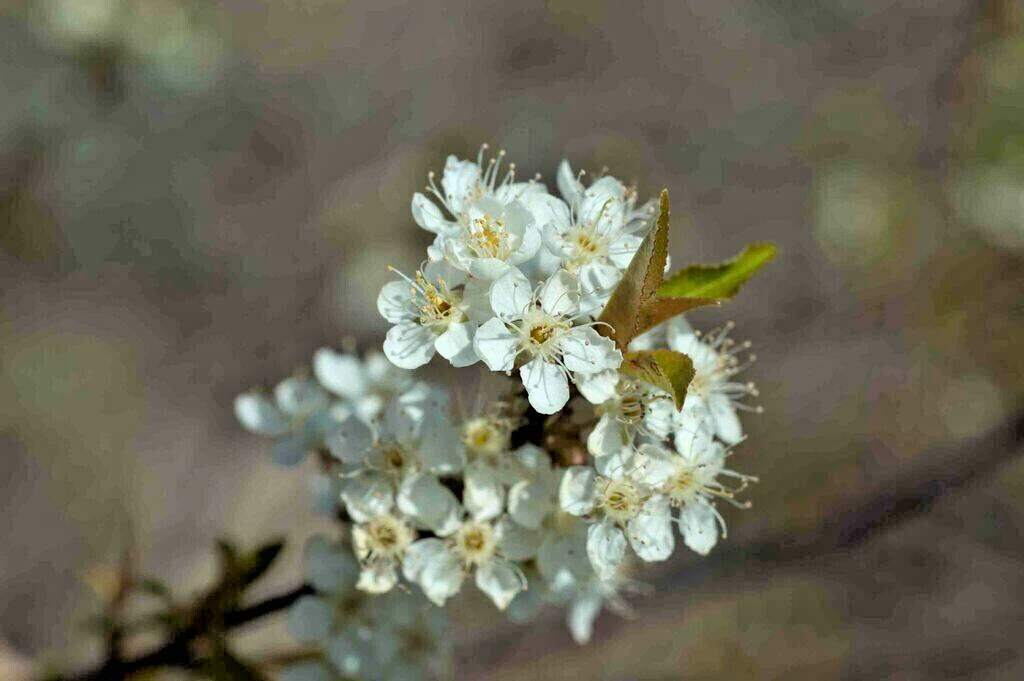 Fire Cherry | Premium Seeds | Prunus pensylvanica ‘Fruit’ | Plants’®