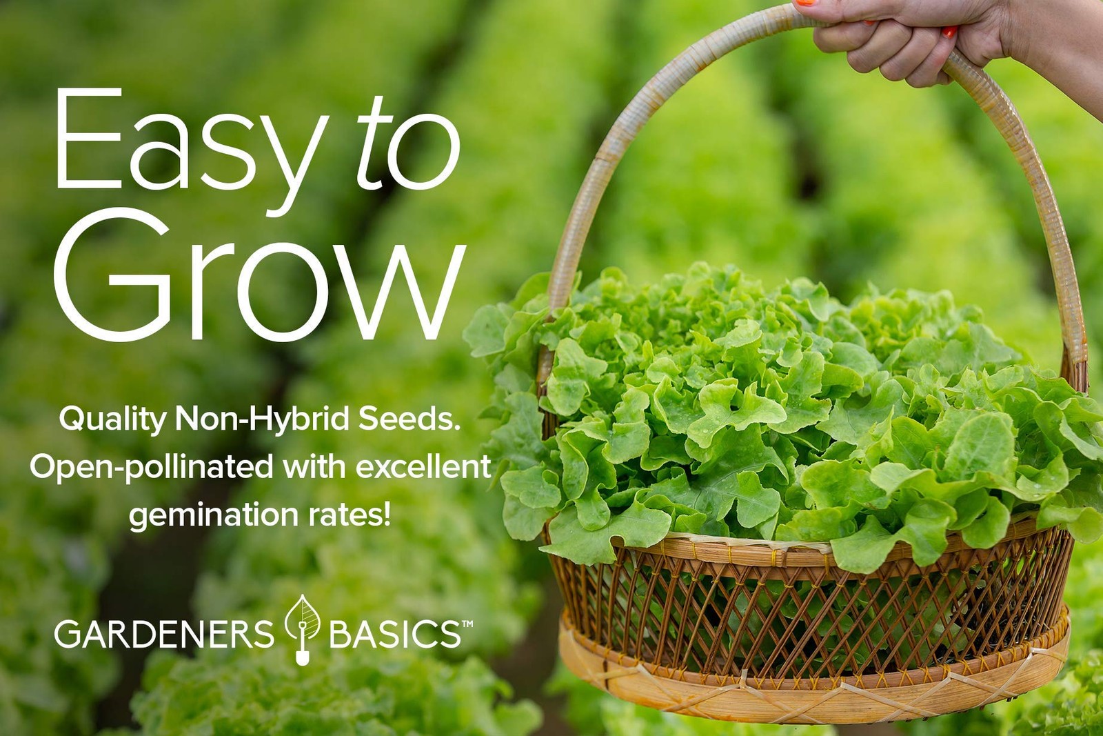 Gardeners Basics Lettuce and Greens Heirloom Vegetable Seed Non-GMO Seeds for