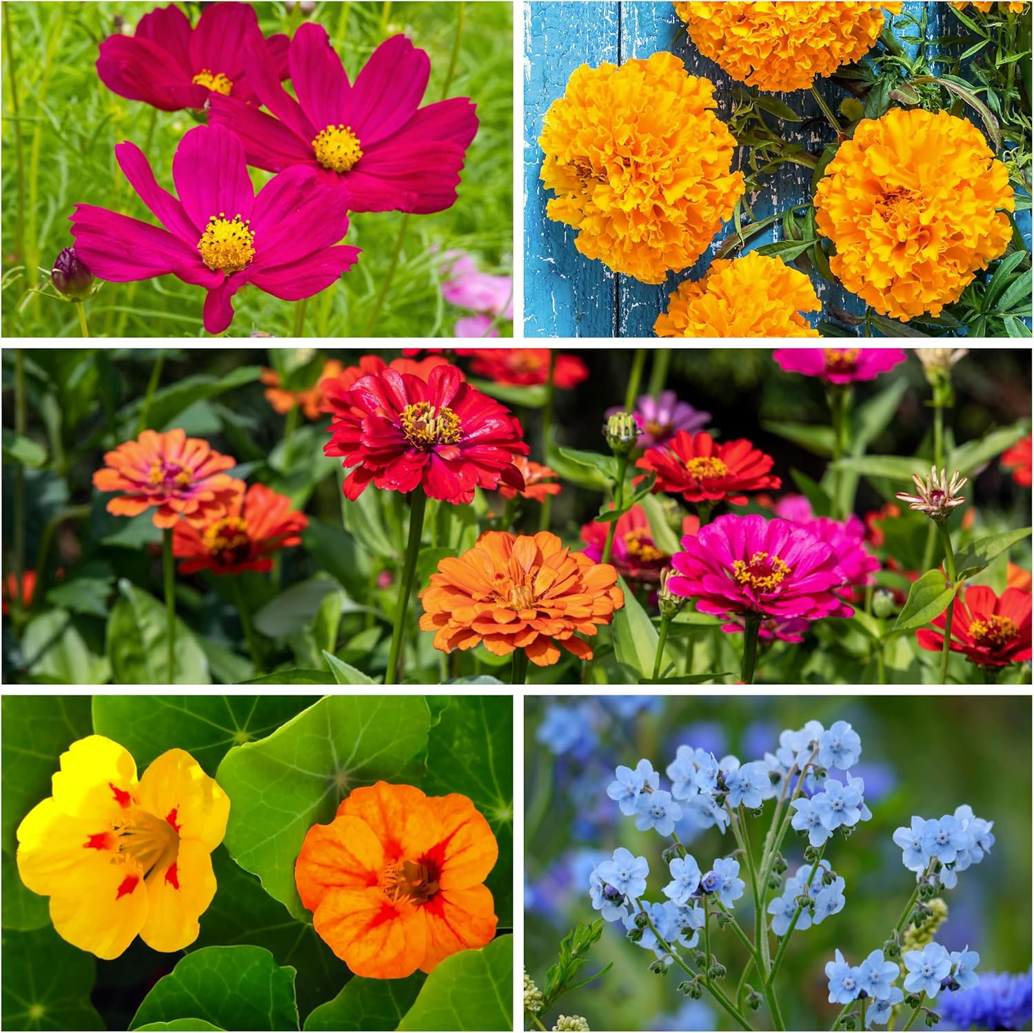 Flower Seeds Hummingbird and Butterfly Seed Mix 1 Ounce No Filler | 23 Varieties