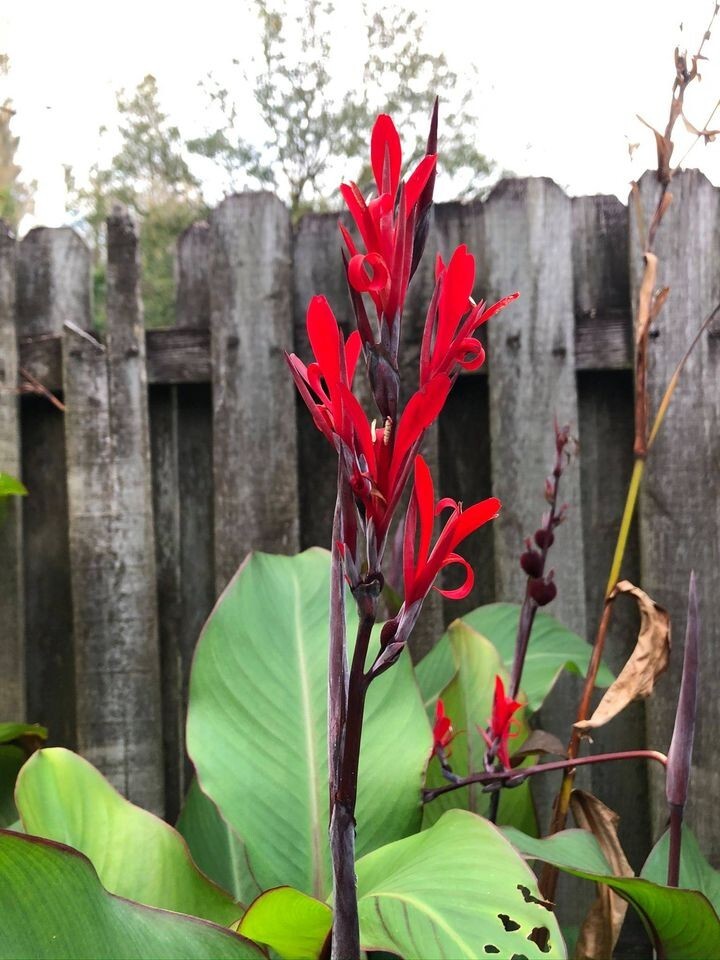 Canna indica | Red Canna Lily | Indian Shot | Edible Canna | 10 Seeds