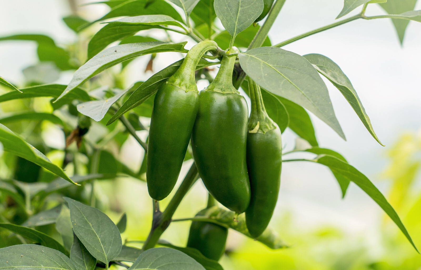 400 EARLY JALAPENO PEPPER Green Medium Hot Chili Capsicum Annuum Vegetable Seeds