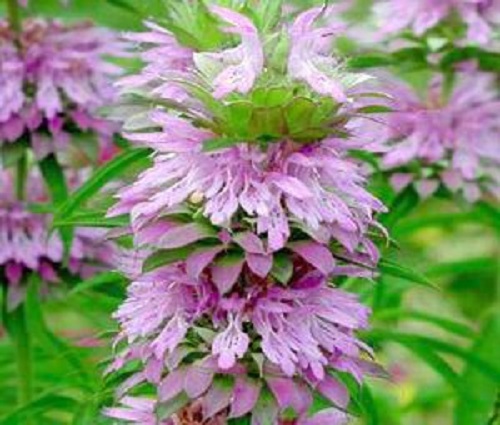 50+ Bee Balm / Monarda Lemon Mint Fower Seeds Mix/ Perennial