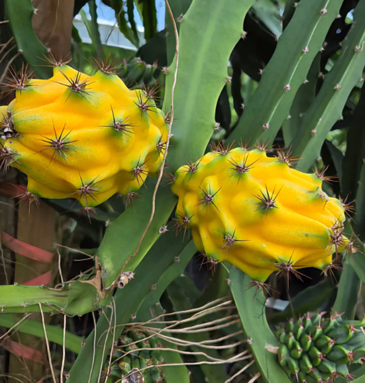 Yellow Dragon Fruit Live Plant – 3-6″ Tall – Tropical Fruit Cactus for Gardening