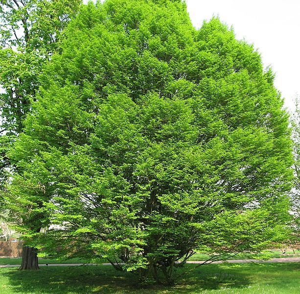 European Hornbeam, Carpinus betulus, Tree Seeds