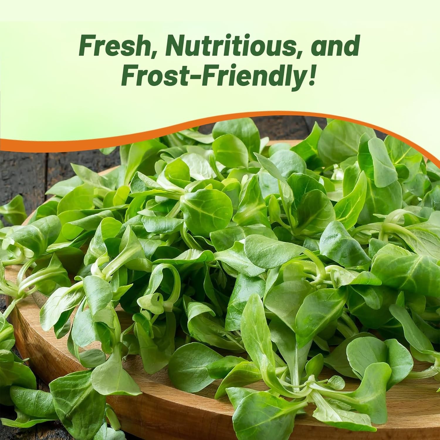 1000 Seeds Corn Salad Seeds – Mache Vegetable Seed