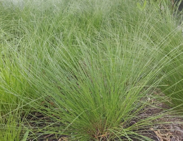 Premium Dropseed Rough Grass Seeds, Seeds for you to plant at home.