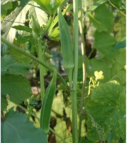 Nirmal Okra Seeds of India (20 Seed Pack)