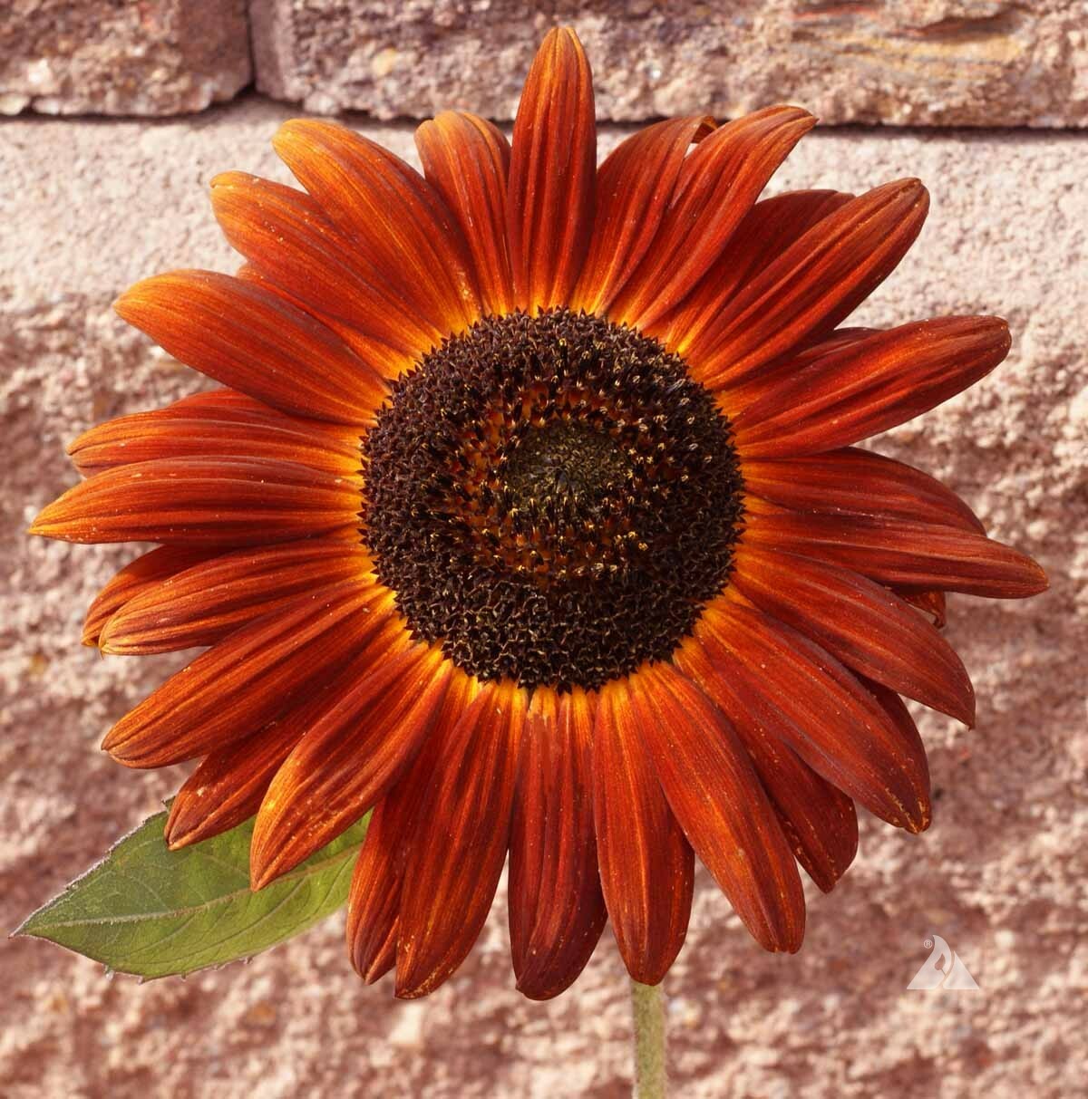 105+ Velvet Queen SunFlower Seeds Non-GMO Easily Grows Every-Where~FREE SHIPPING