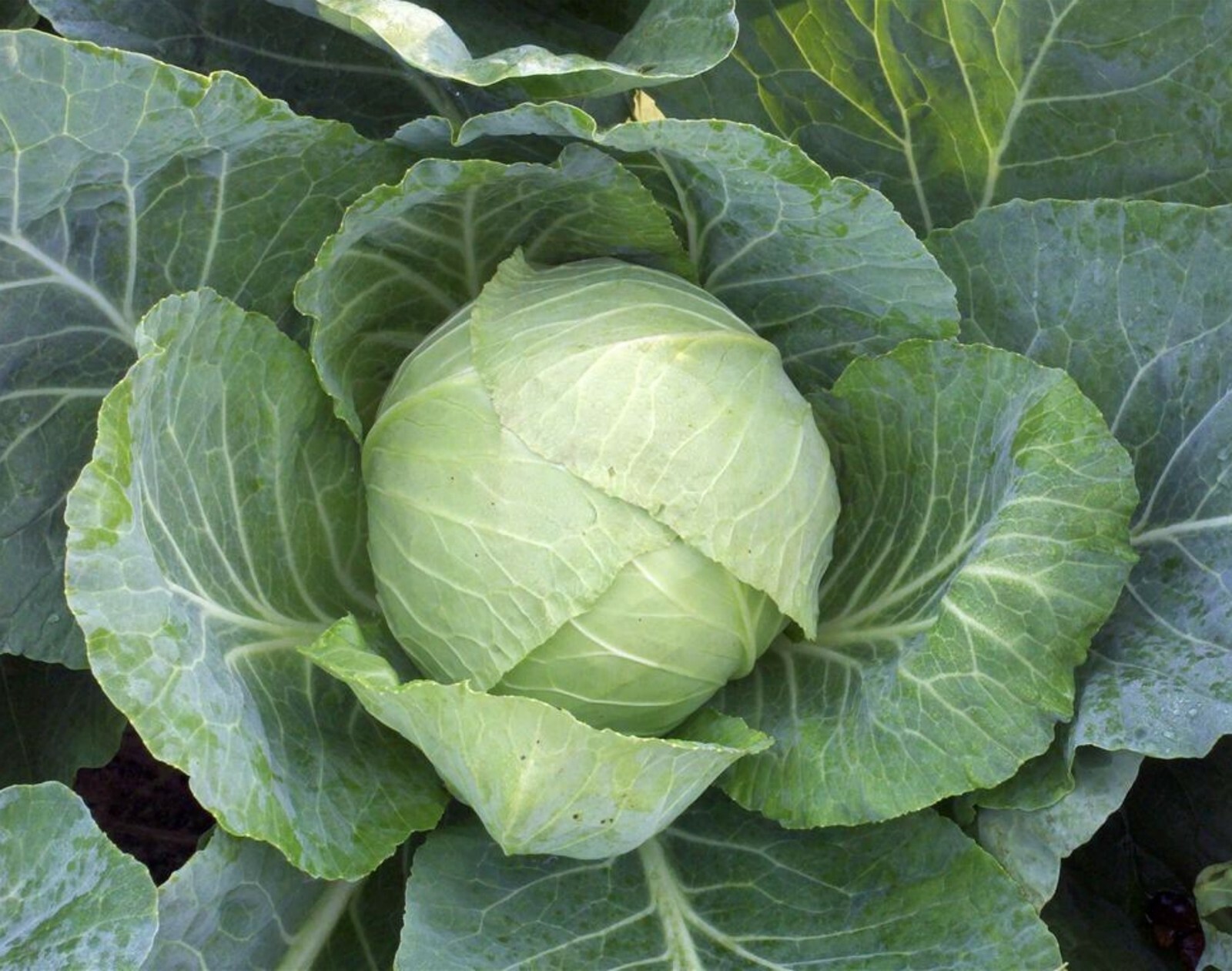 Cabbage Seeds- Copenhagen Market- 1,000+ 2021 Seeds Grown in 2020- Heirloom