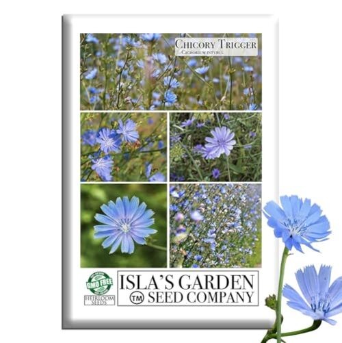 Trigger Chicory Flower Seeds (Cichorium intybus) – 1500+ Heirloom Non-GMO