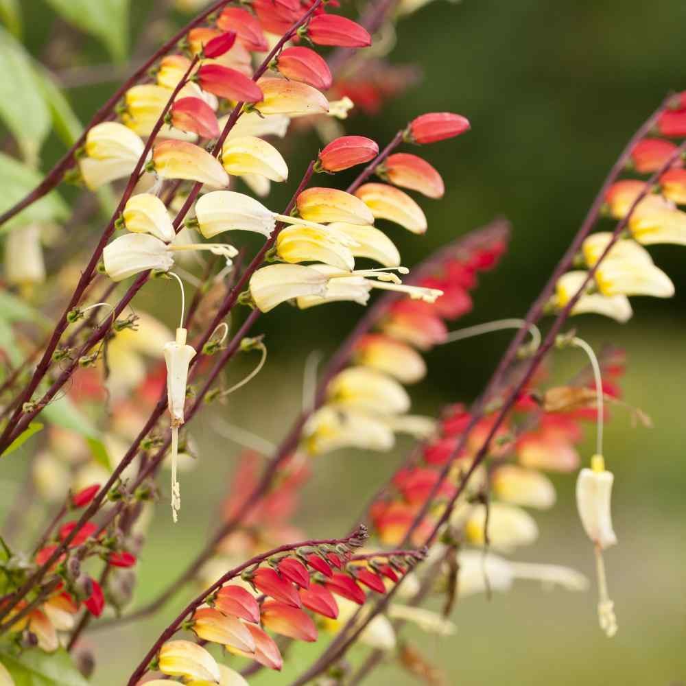 100 Seeds Mina Lobata Seeds – Spanish Flag Vine Flower Seed