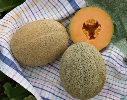 Hales Best Jumbo Melon Cantaloupe Seeds – 25 Seeds