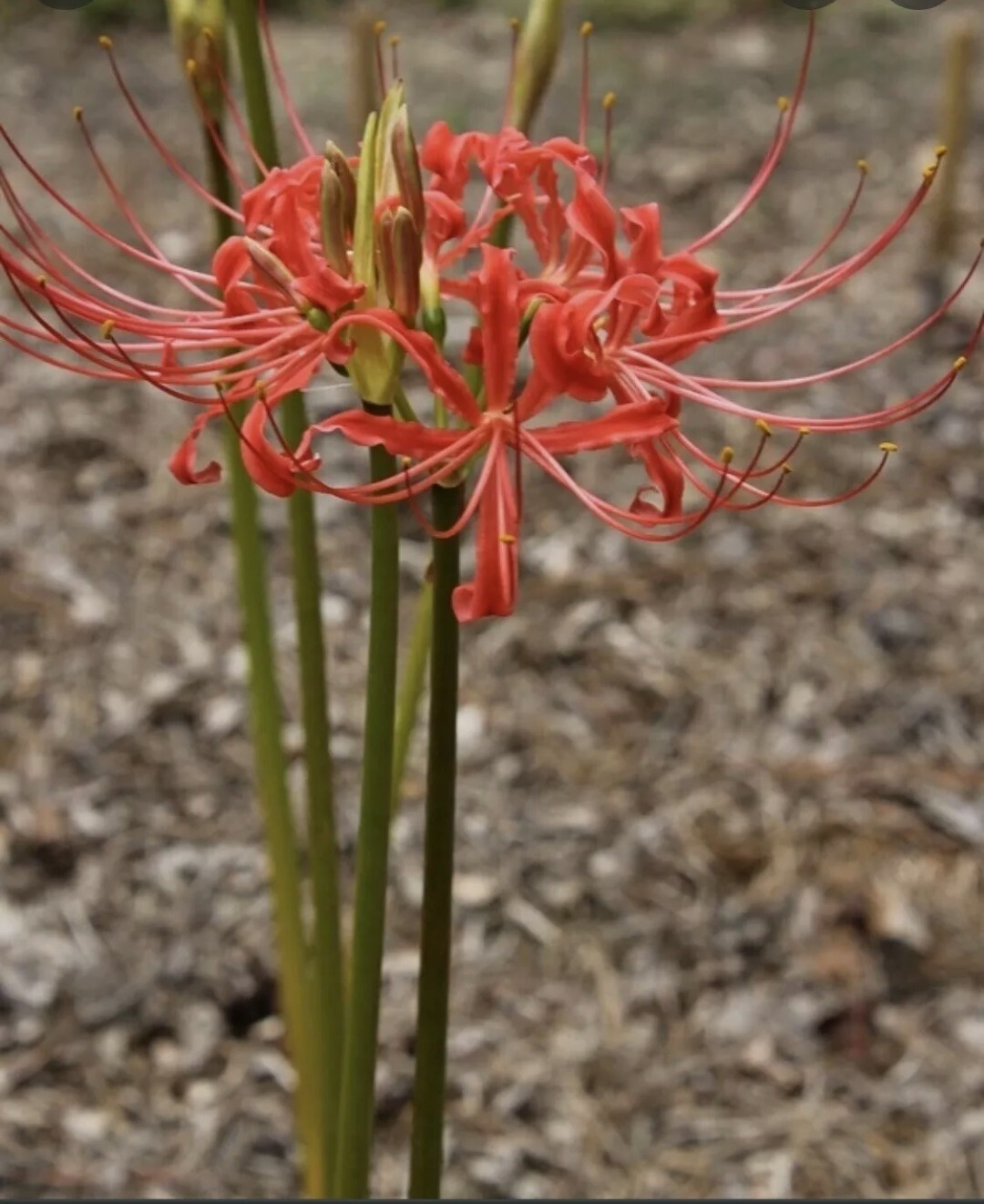 👒2 Red Spider Lily Bulbs – Magic lily ~Surprise Lily