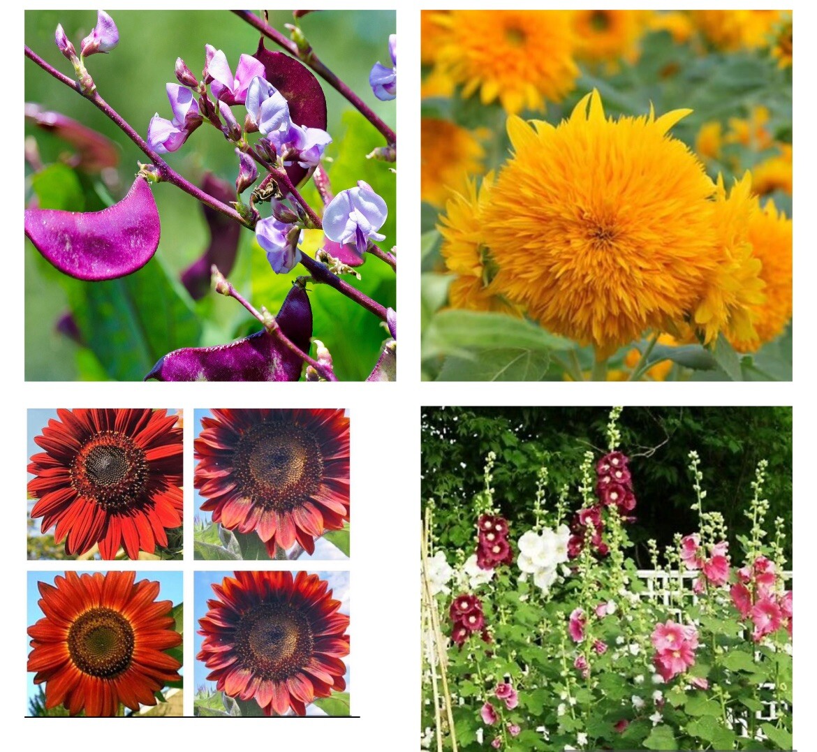 Flowers SEEDS Purple Hyacinth Bean, Teddy Bear and Red Sunflower, Ind Hollyhock