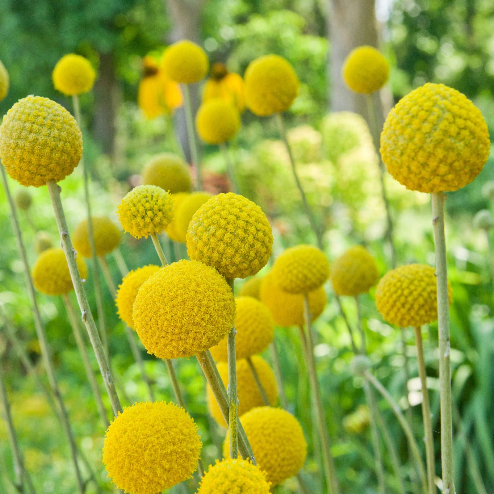 Billy Button Craspedia Globosa Seed 1000 PCS Yellow Spherical Bloom Flower