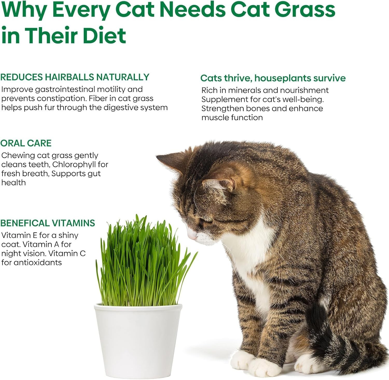 Cat Grass Seed Mix – Non-GMO, Fast Germinate, 4 Varieties, 4 oz