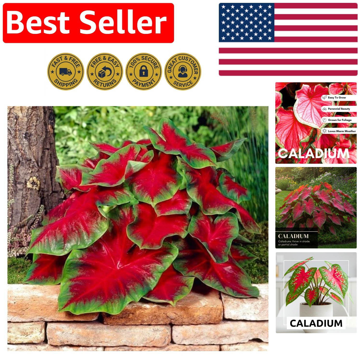 Tropical Color Burst with Florida Cardinal Caladium – 10 Bulbs for Planting