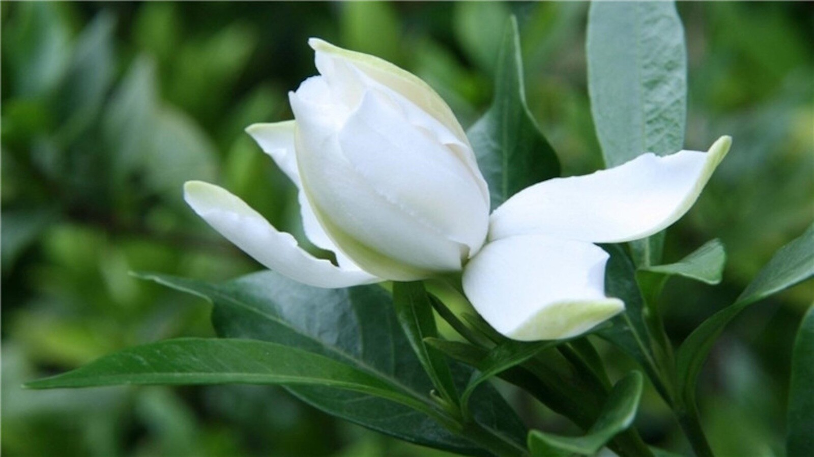 20 EXOTIC RARE GARDENIA SEEDS for garden flower beds plant bush USA SELLER USPS