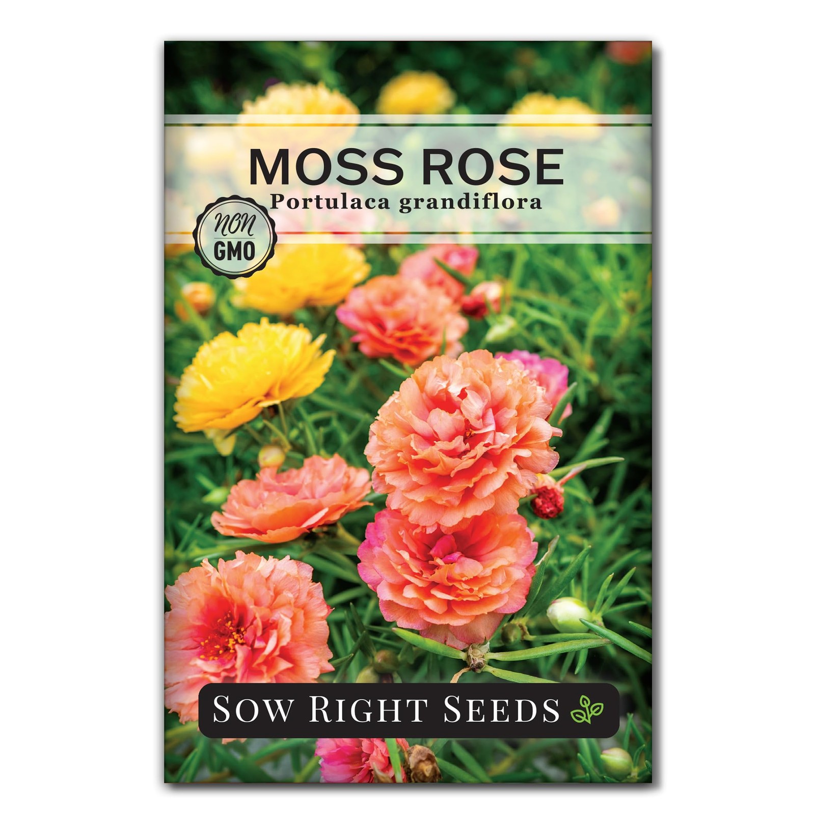 Moss Rose Seeds 200 MG – Non-GMO Heirloom Portulaca Grandiflora Mix – Easy