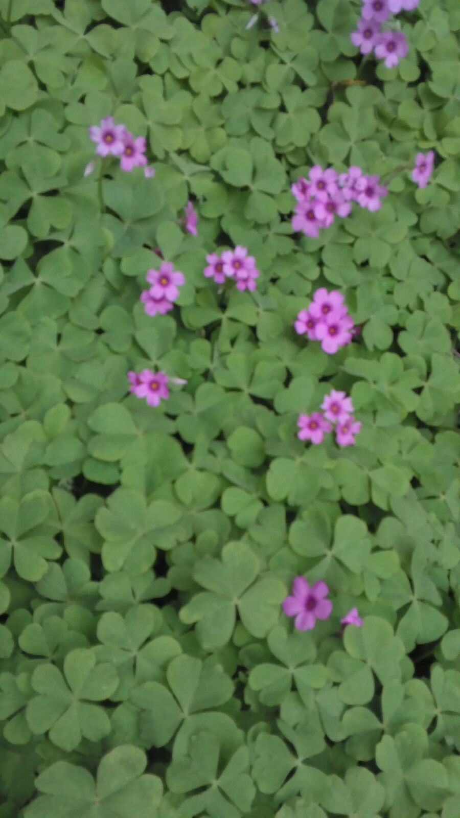 30 Pink Oxalis Wood Sorrel Bulbs- Fresh & Ready To Plant
