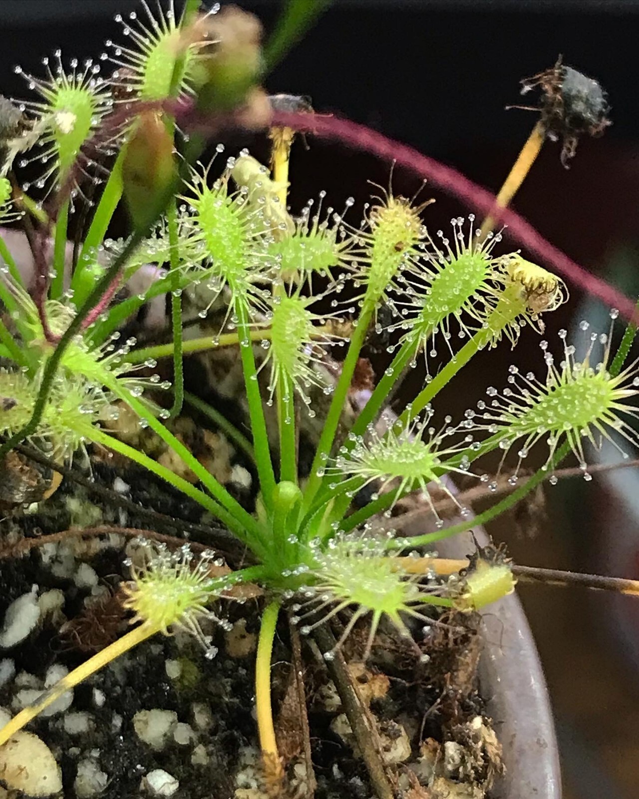Drosera intermedia Anthocyanin-free Seeds, Carnivorous Sundew Plant