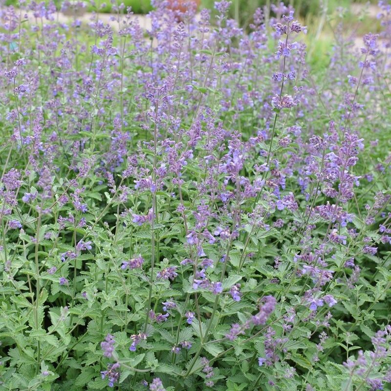 Catnip Seeds Nepeta Cataria Puurfect Garden Treat 4 Your Cat 1000 to 5000 SEEDS