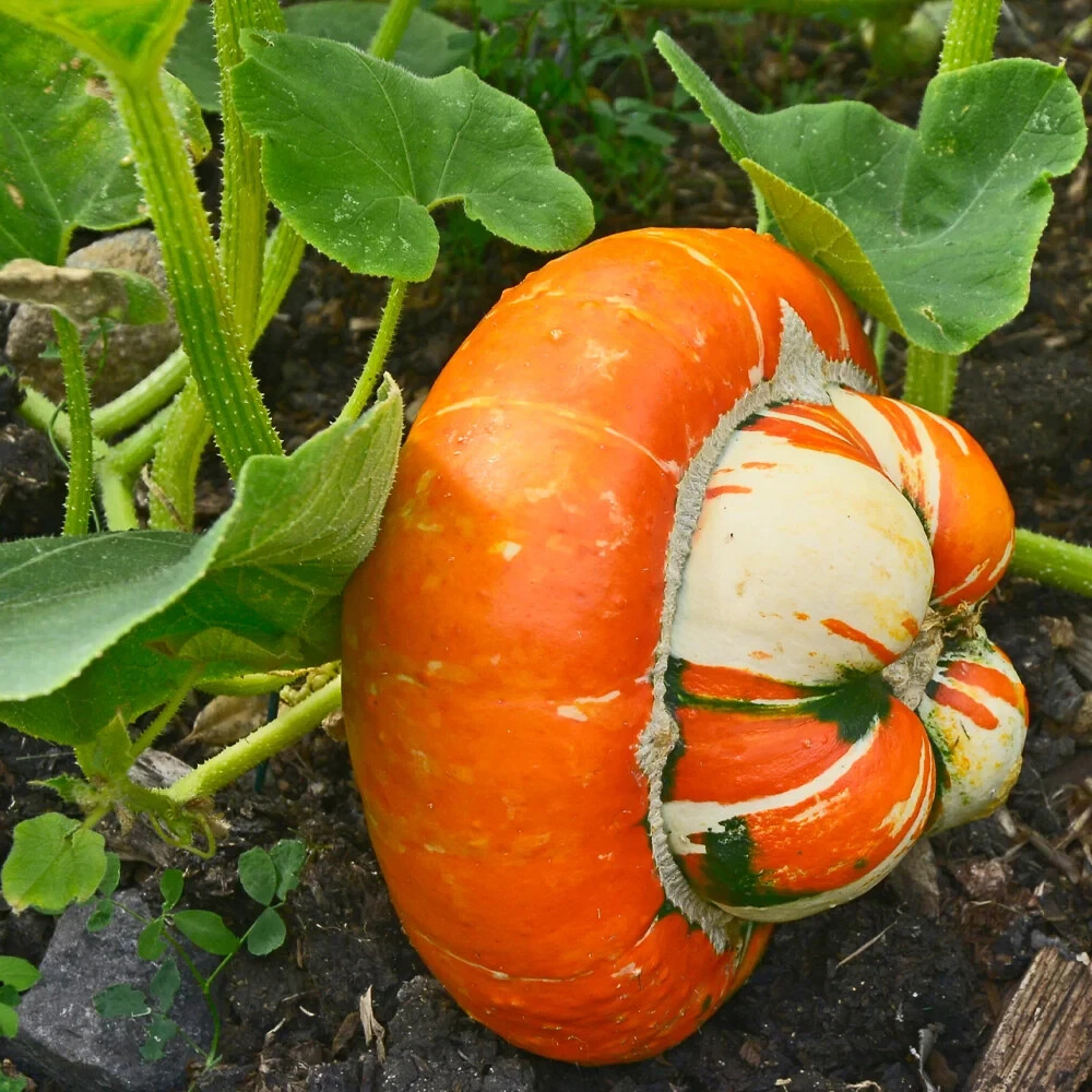 10 Turks Turban Squash Seeds. Organic. USA Seeds. Ships free
