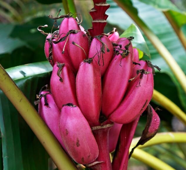 Dwarf Pink Banana Tree Seeds for Planting (5 Seeds) – Musa Velutina