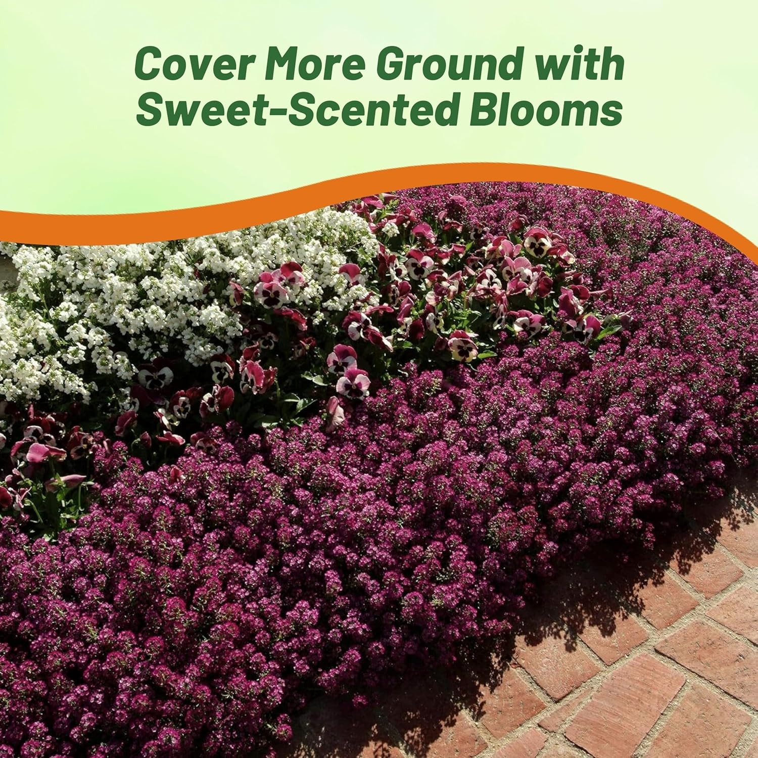 2000 Seeds Purple Alyssum Seeds Lobularia Maritima Drought Tolerant Ground