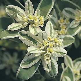 Euphorbia marginata Snow Top 1,000 seeds