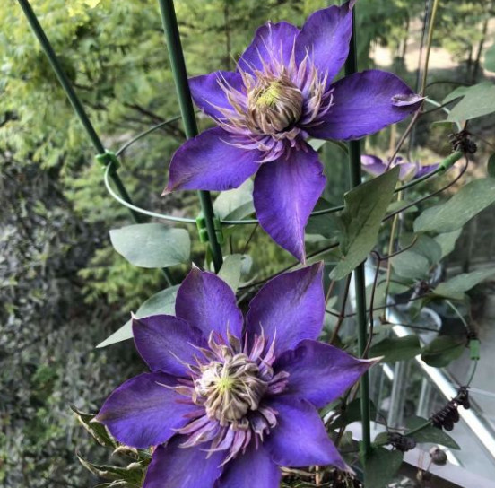 25Pcs Seeds Purple Clematis Flowered Perennial Vine Huge Flowers.(#2127)