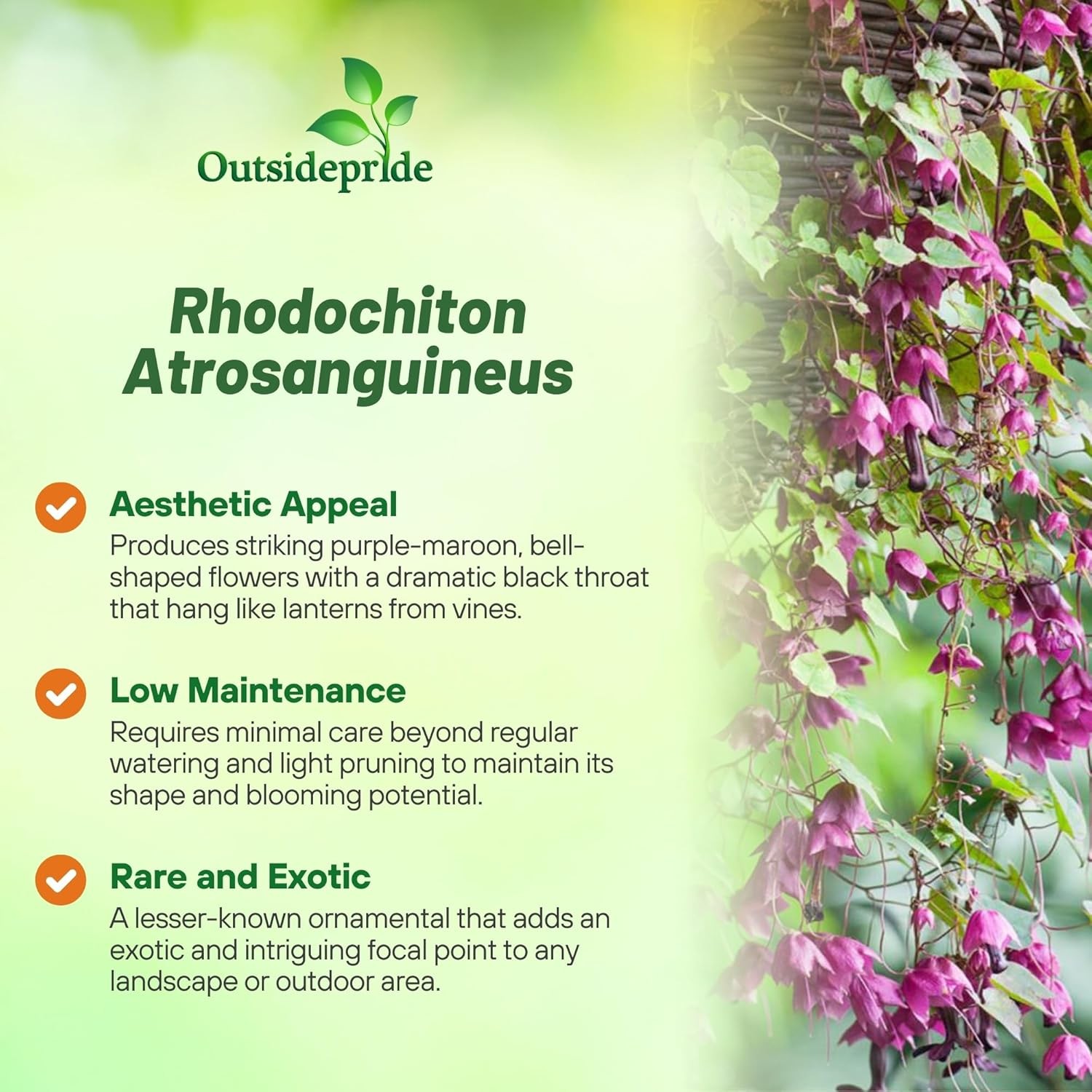 50 Seeds Rhodociton Atrosanguineus Seeds – Purple Bell Vine Flower Seed