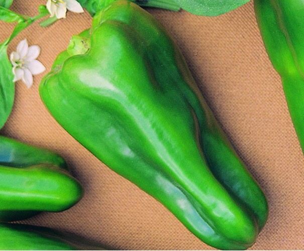 RARE✿ Brazilian Heirloom Cascadura Sweet Pepper 15 Seeds ●Highly Productive
