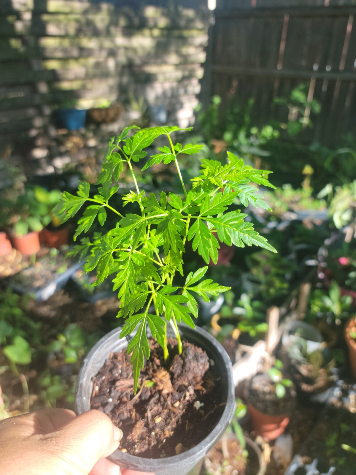 Chinaberry, Melia azedarach, Tree Small (Fast, Showy, Fragrant)
