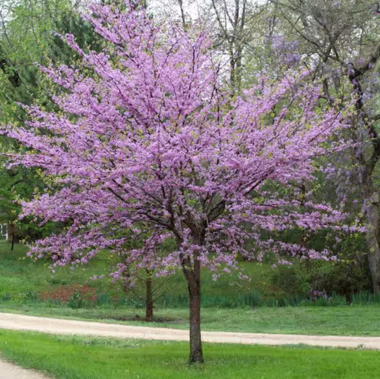 Eastern Redbud Tree Seeds Fresh Harvested Cercis Canadensis Pink Flowering 20