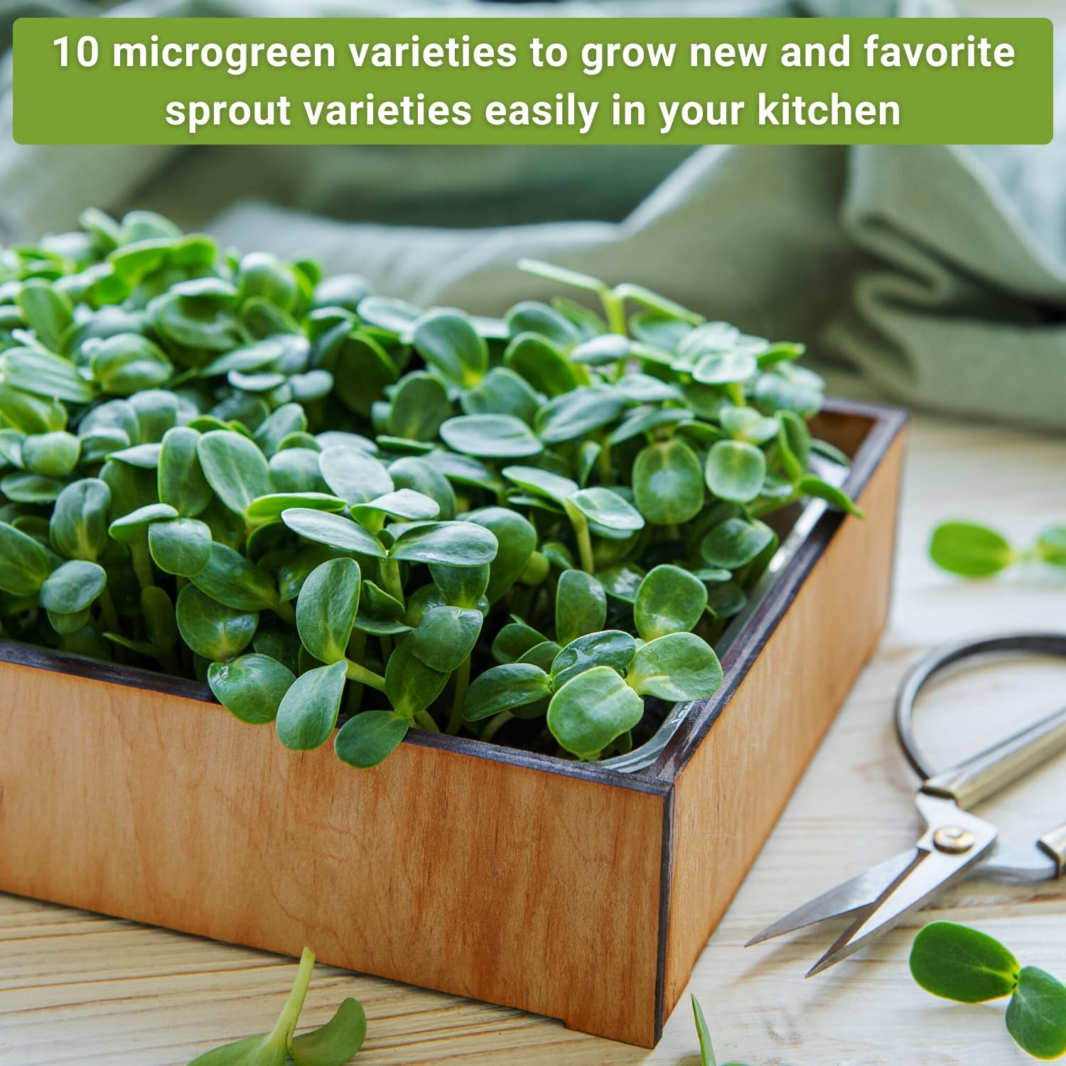 Large Microgreens Seed Collection 10 Superfood Varieties for Indoor Gardening