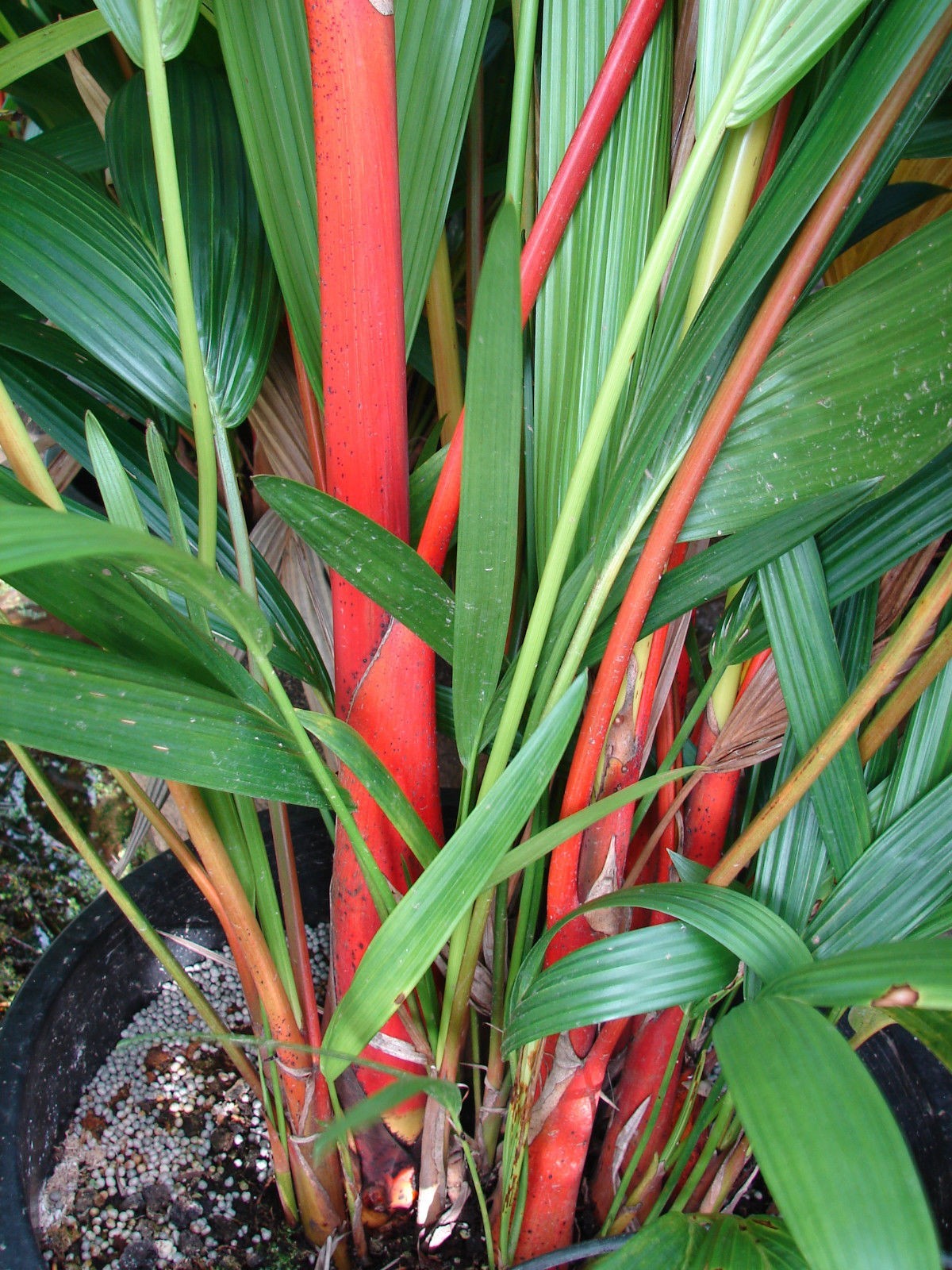 3 Red Wax Palm Tree Seeds