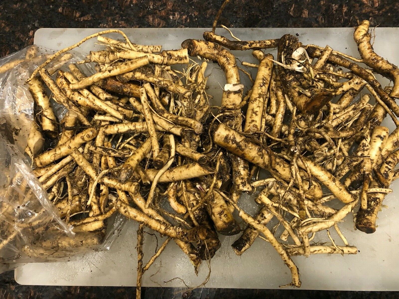 HORSERADISH ROOTS (Common), ORGANIC: 100 ea. 3-4″ roots for planting