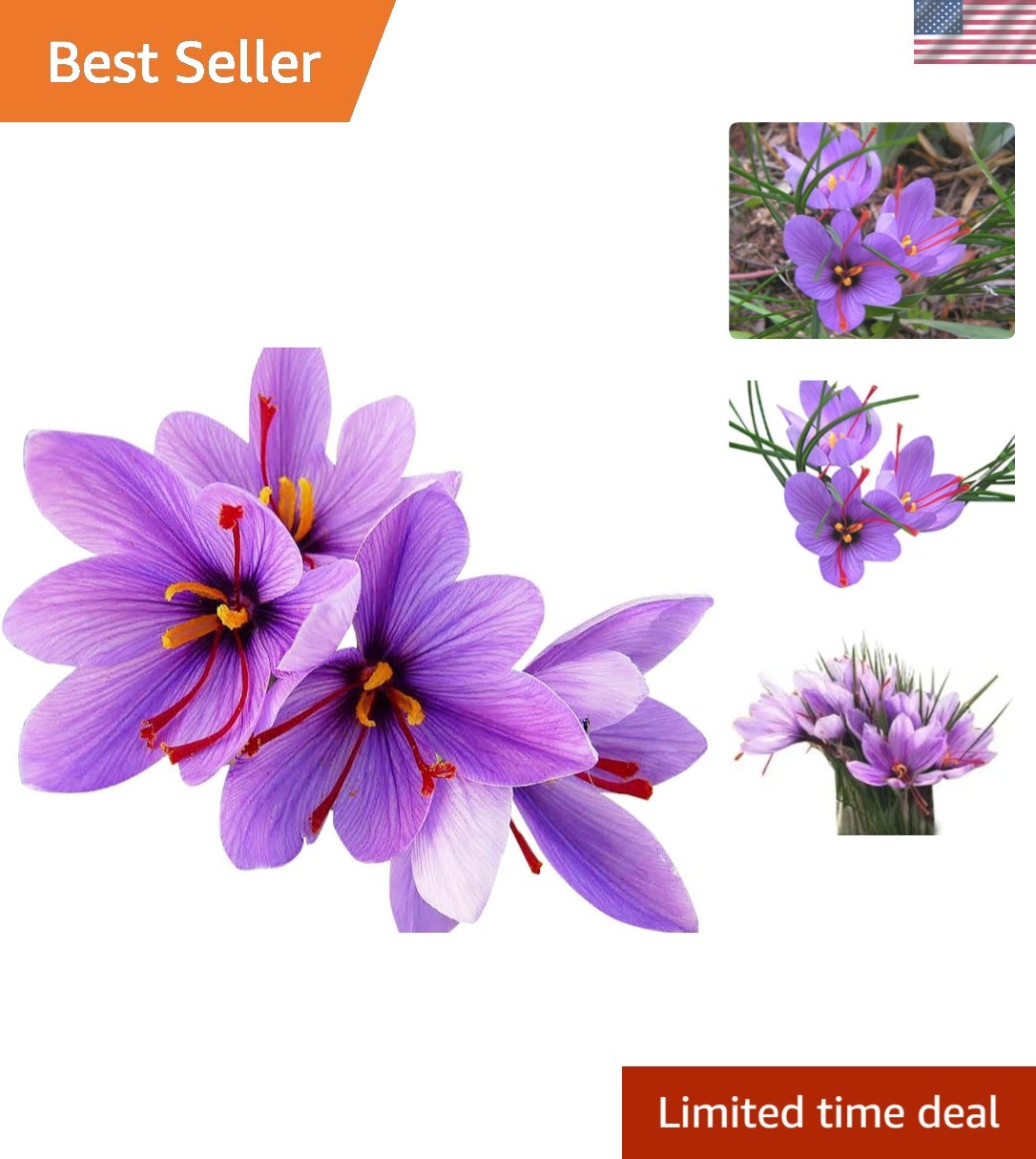 2025 Planting – 20 Jumbo Saffron Crocus Corms – Attract Pollinators Naturally