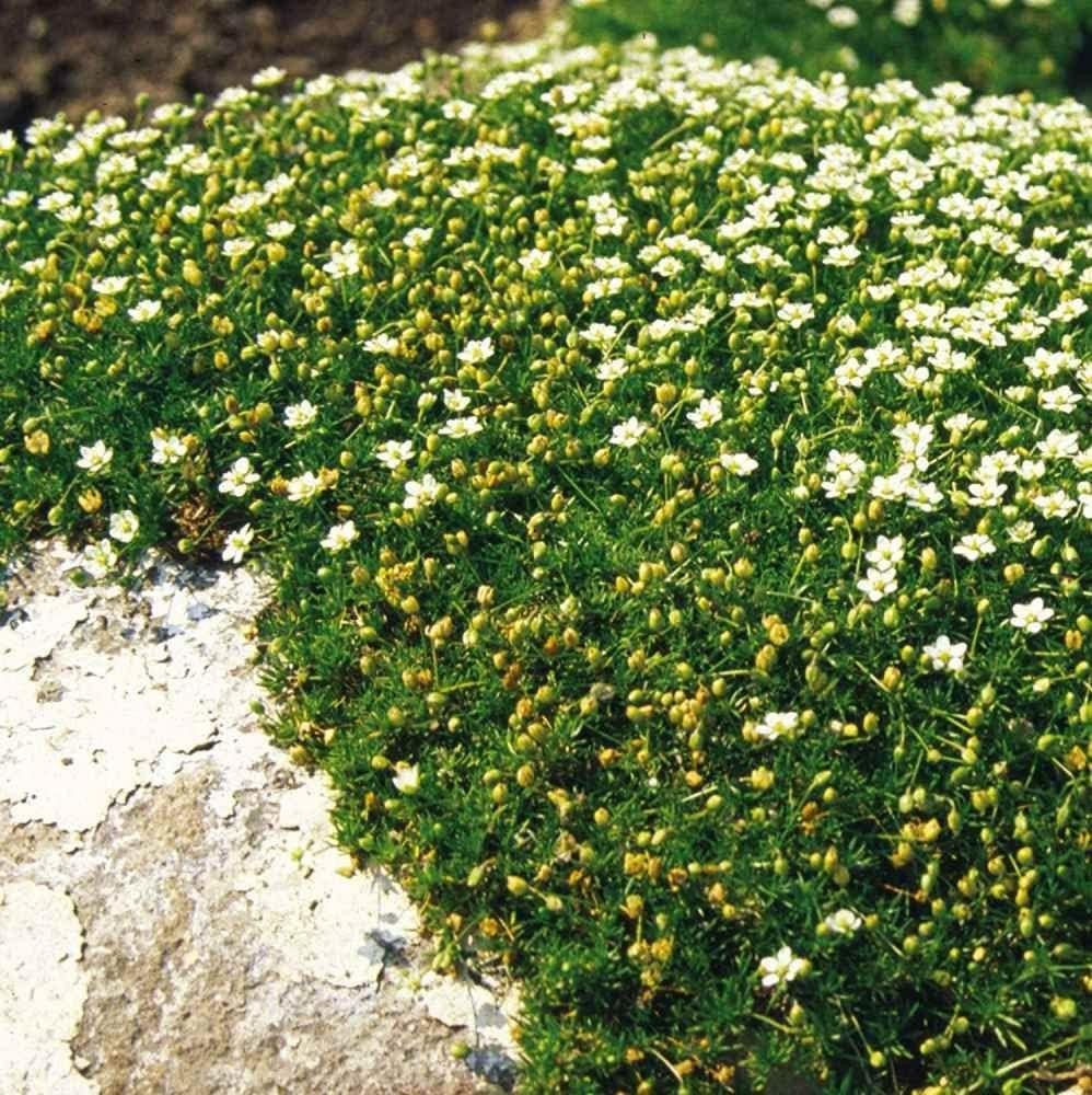 Irish Moss Seeds – 5000 Count of Dense, Soft Ground Cover Ideal for Shade & Sun