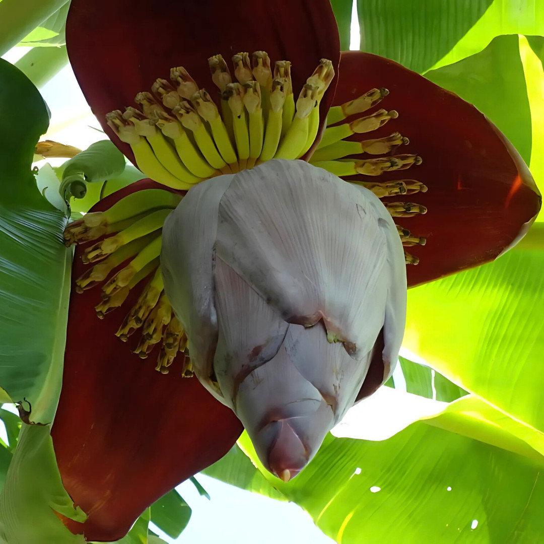Fresh Sweet Golden Banana Seeds | 10 Seeds | Heirloom Non-GMO | Fruit Seeds