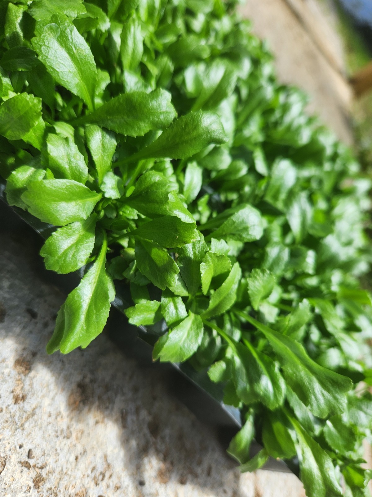 200+ Seeds, Recao de Puerto Rico, Culantro, ngo-gai, long coriander, Organic