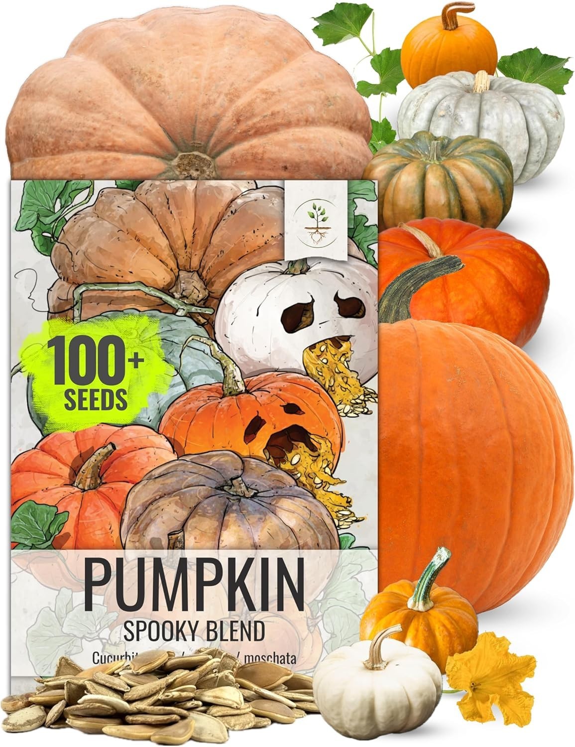 Pumpkin Seeds Specialty Spooky Blend 10+ Varieties | Lumina White, Baby Boo, …