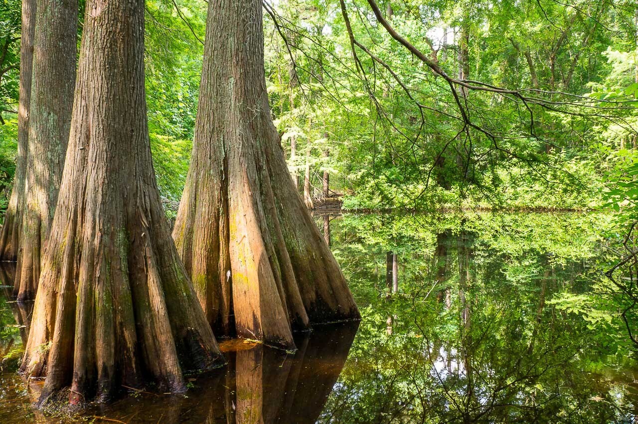 Southern Bald Swamp Cypress Tree Seeds Taxodium distichum Fast Fall Colors Hardy